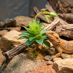 Sztuczna roślina do terrarium Sukulent Green 11,5 cm Repto Plant