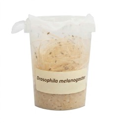 Muszki owocówki (Drosophila melanogaster)