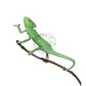 Kameleon Jemeński (Chamaeleo calyptratus)