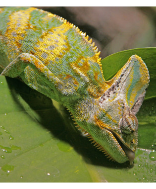 Kameleon Jemeński (Chamaeleo calyptratus)