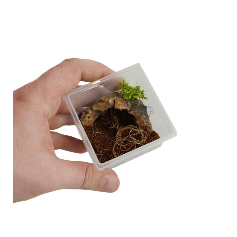 Zestaw Pajęczarza Mini 5,7x5,7x4cm Zestaw Pajęczarza Mini 5,7x5,7x4cm