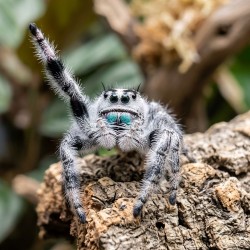 Skakun (Phidippus regius Bahamas)