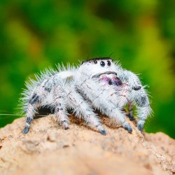 Skakun (Phidippus regius Bahamas)