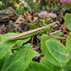 Modliszka (Tenodera aridifolia)