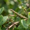 Modliszka (Tenodera aridifolia)