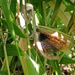 Modliszka (Tenodera aridifolia)