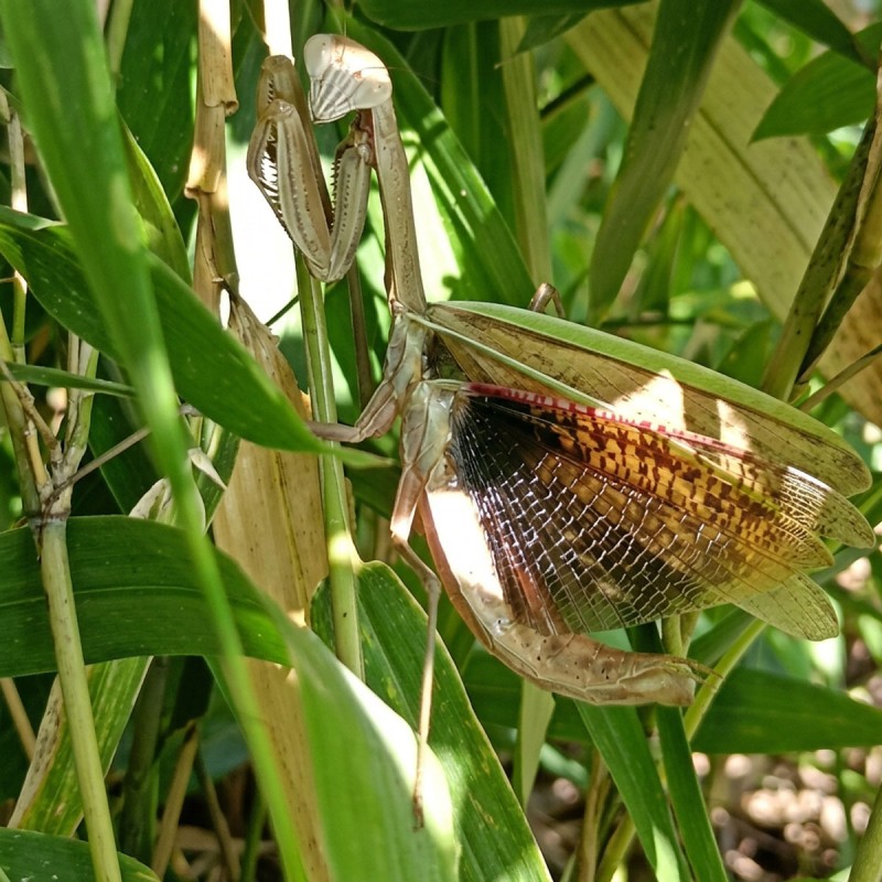 Modliszka (Tenodera aridifolia)