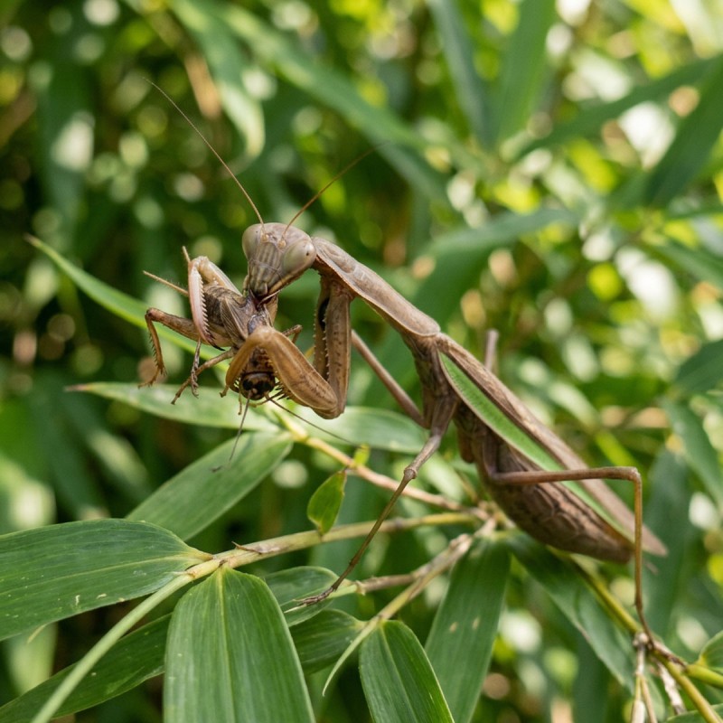 Modliszka (Tenodera aridifolia)