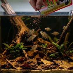 HIKARI Cichlid Gold Baby - pokarm dla pielęgnic