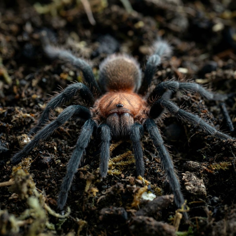 Ptasznik (Holothele longipes)