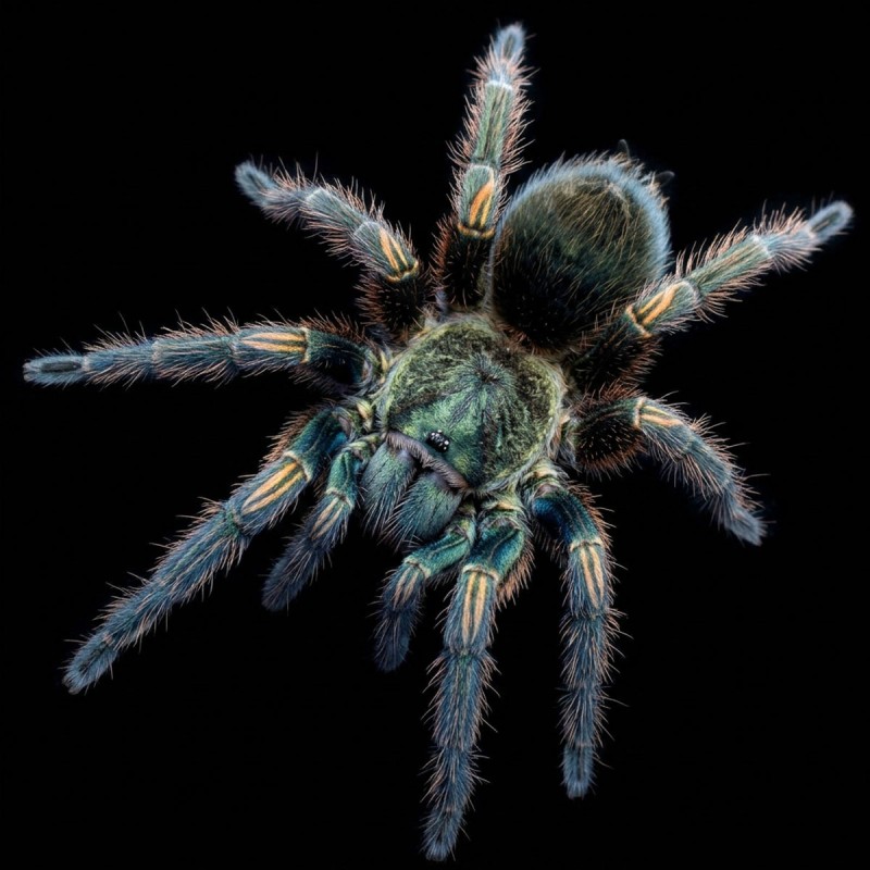Ptasznik (Thrixopelma pruriens)