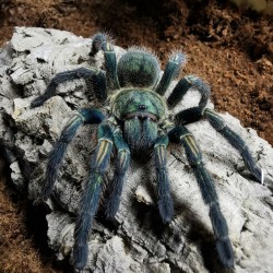 Ptasznik (Thrixopelma pruriens)