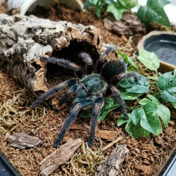 Ptasznik (Thrixopelma pruriens)