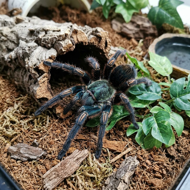 Ptasznik (Thrixopelma pruriens)