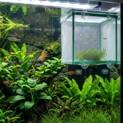 Kotnik siatkowy dla ryb akwariowych Aqua Nova Kotnik siatkowy dla ryb akwariowych Aqua Nova