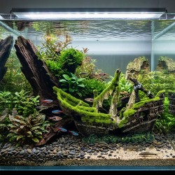 Ozdoba akwariowa Wrak statku 25 x 9 x 17 cm Aqua Nova