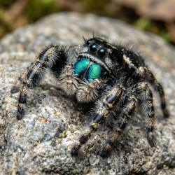 Skakun (Phidippus borealis)