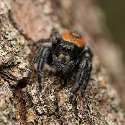 Skakun (Phidippus borealis)