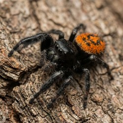 Skakun (Phidippus borealis)
