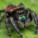 Skakun (Phidippus borealis)