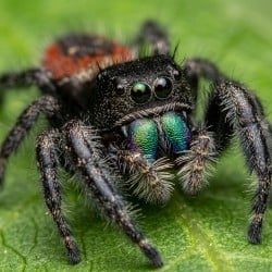Skakun (Phidippus borealis)