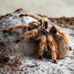 Ptasznik Nanduk barwnowłosy (Nhandu coloratovillosus)