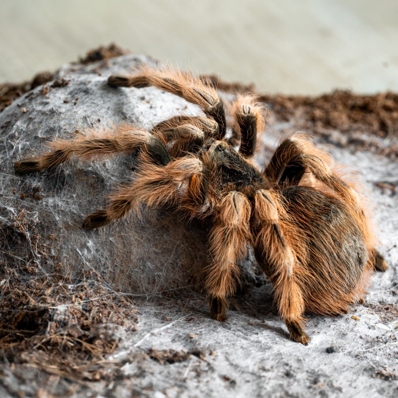 Ptasznik Nanduk barwnowłosy (Nhandu coloratovillosus)