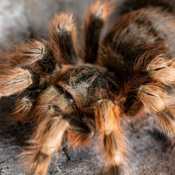 Ptasznik Nanduk barwnowłosy (Nhandu coloratovillosus)