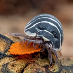 12x Armadillidium maculatum "Zebra"