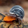 12x Armadillidium maculatum "Zebra"