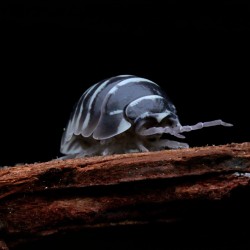 12x Armadillidium maculatum "Zebra" ekipa sprzątająca