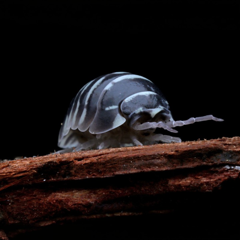 12x Armadillidium maculatum "Zebra" ekipa sprzątająca