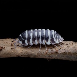 12x Armadillidium maculatum "Zebra" Isopody