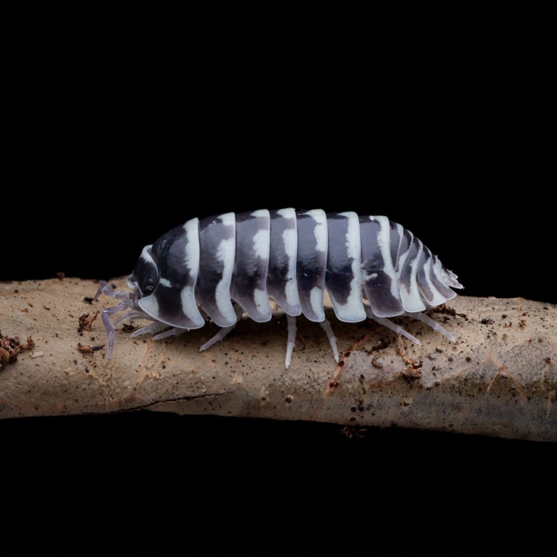 12x Armadillidium maculatum "Zebra" Isopody