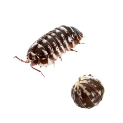 12x Armadillidium maculatum "Zebra"