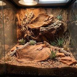 Liść palmy 30x40 cm - naturalna dekoracja do terrarium