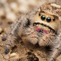 Skakun królewski (Phidippus regius "Lee County" Florida)