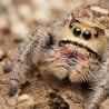 Skakun królewski (Phidippus regius "Lee County" Florida)