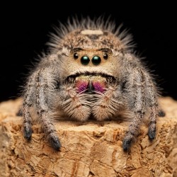 Skakun królewski (Phidippus regius "Lee County" Florida)