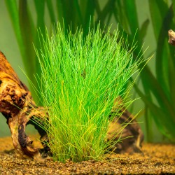 Eleocharis parvula - roślina do akwarium