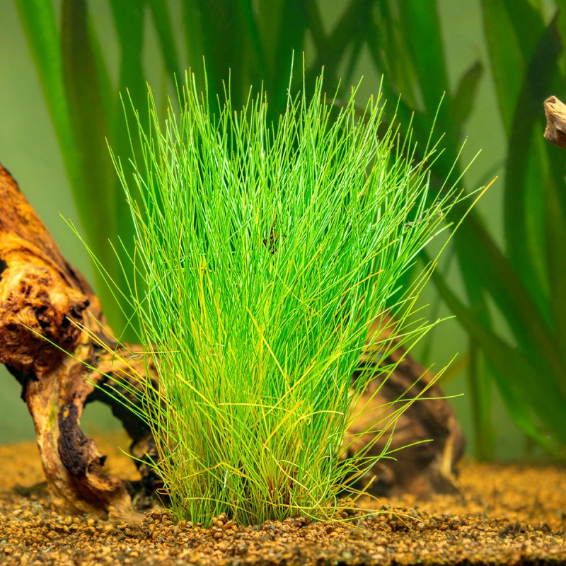 Eleocharis parvula - roślina do akwarium
