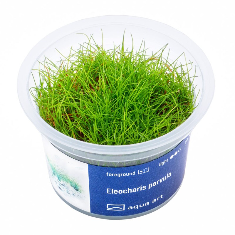 Eleocharis parvula - roślina do akwarium