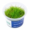 Eleocharis parvula - roślina do akwarium