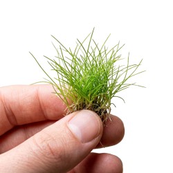 Eleocharis parvula - roślina do akwarium