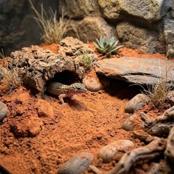 Piasek czerwony do terrarium - podłoże pustynne