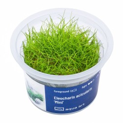 Eleocharis acicularis 'mini' - roślina do akwarium