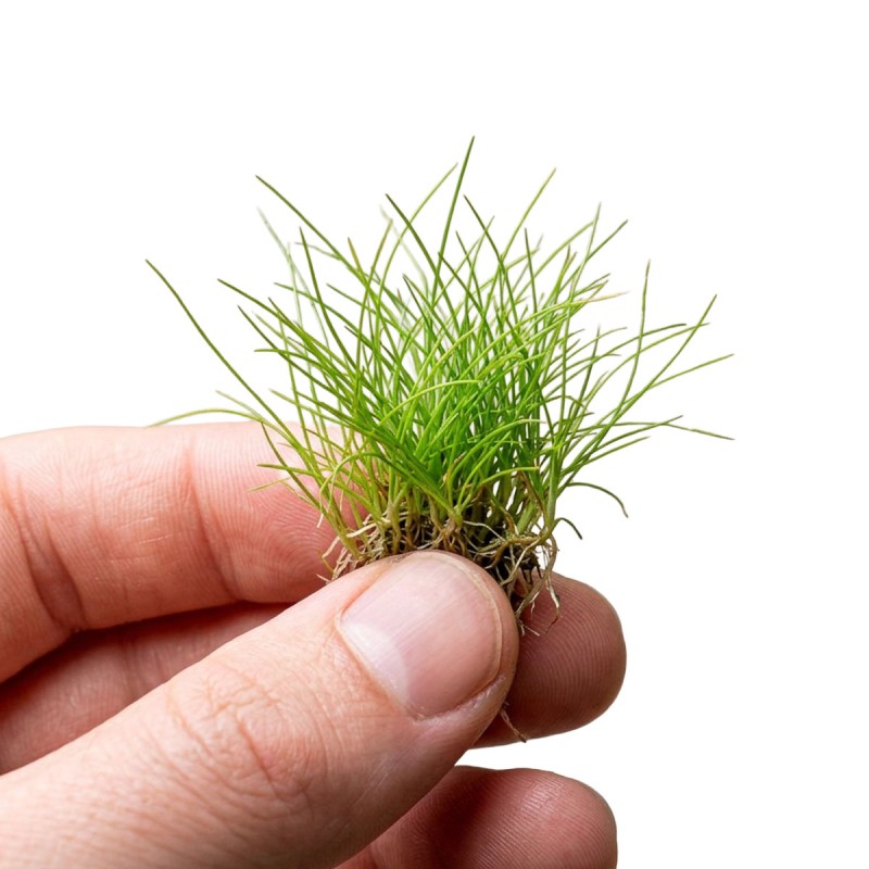 Eleocharis acicularis 'mini' - roślina do akwarium Eleocharis acicularis 'mini' - roślina do akwarium