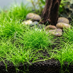 Eleocharis acicularis 'mini' - roślina do akwarium Eleocharis acicularis 'mini' - roślina do akwarium