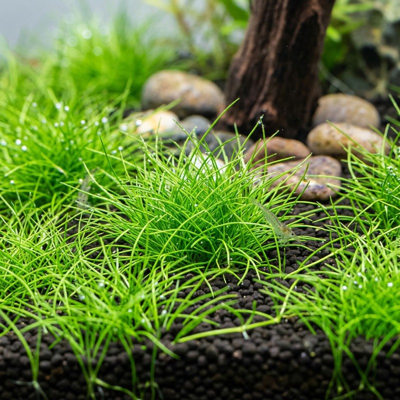 Eleocharis acicularis 'mini' - roślina do akwarium Eleocharis acicularis 'mini' - roślina do akwarium