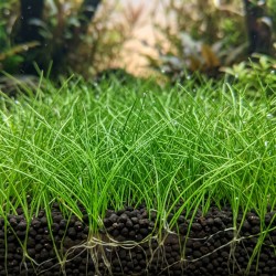 Eleocharis acicularis 'mini' - roślina do akwarium Eleocharis acicularis 'mini' - roślina do akwarium